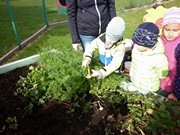 Sklízíme úrodu na školní zahrádce